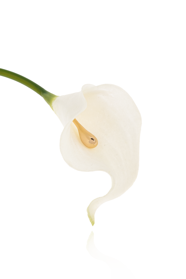 Cult Gaia Choker `Calla`